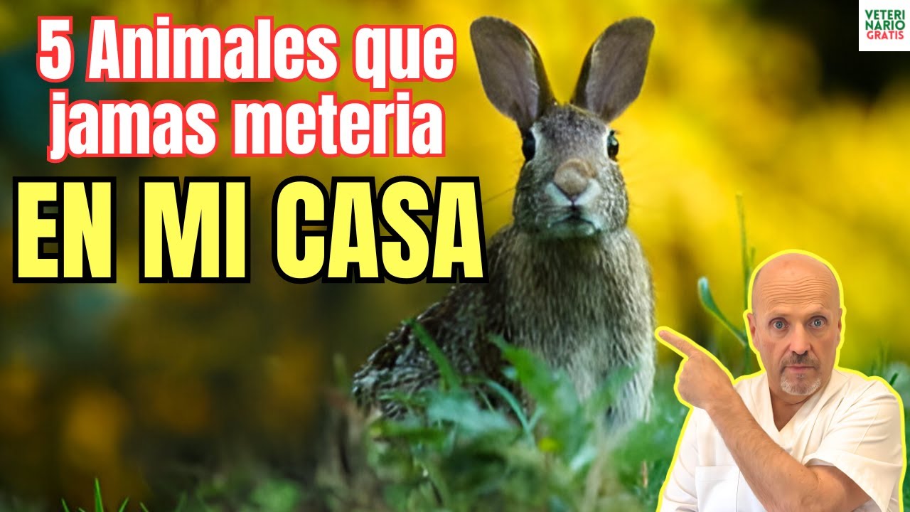 animales que puedes tener en casa