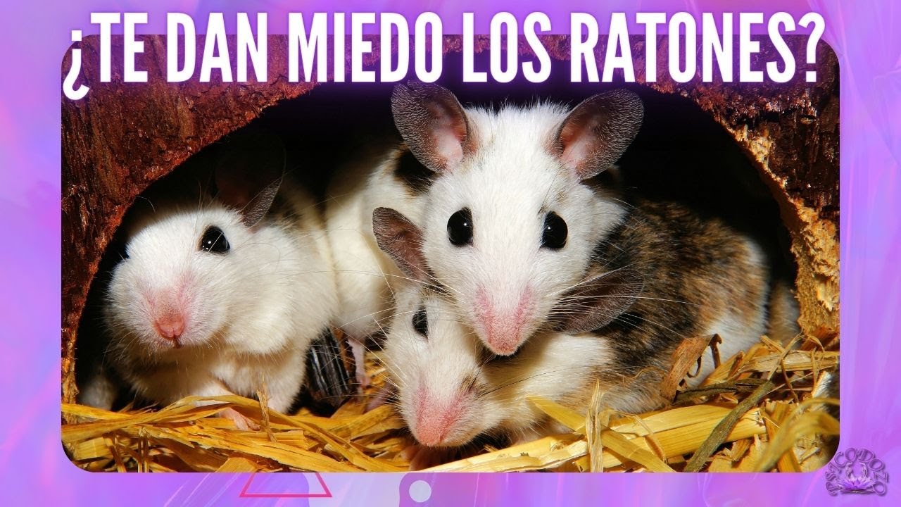 como superar el miedo a los ratones