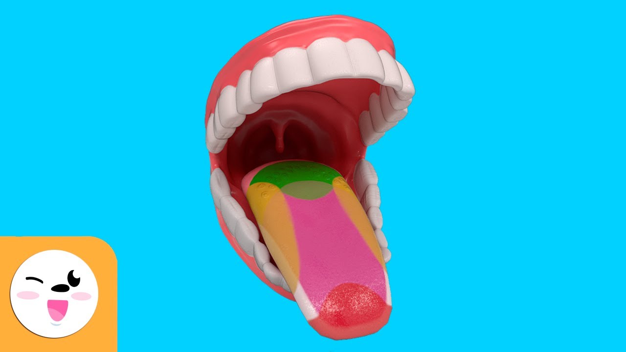 esta en la lengua y detecta los sabores