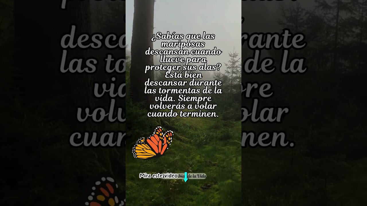 frases de la vida con mariposas