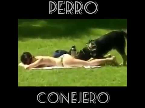 mi perro me chupa la verga