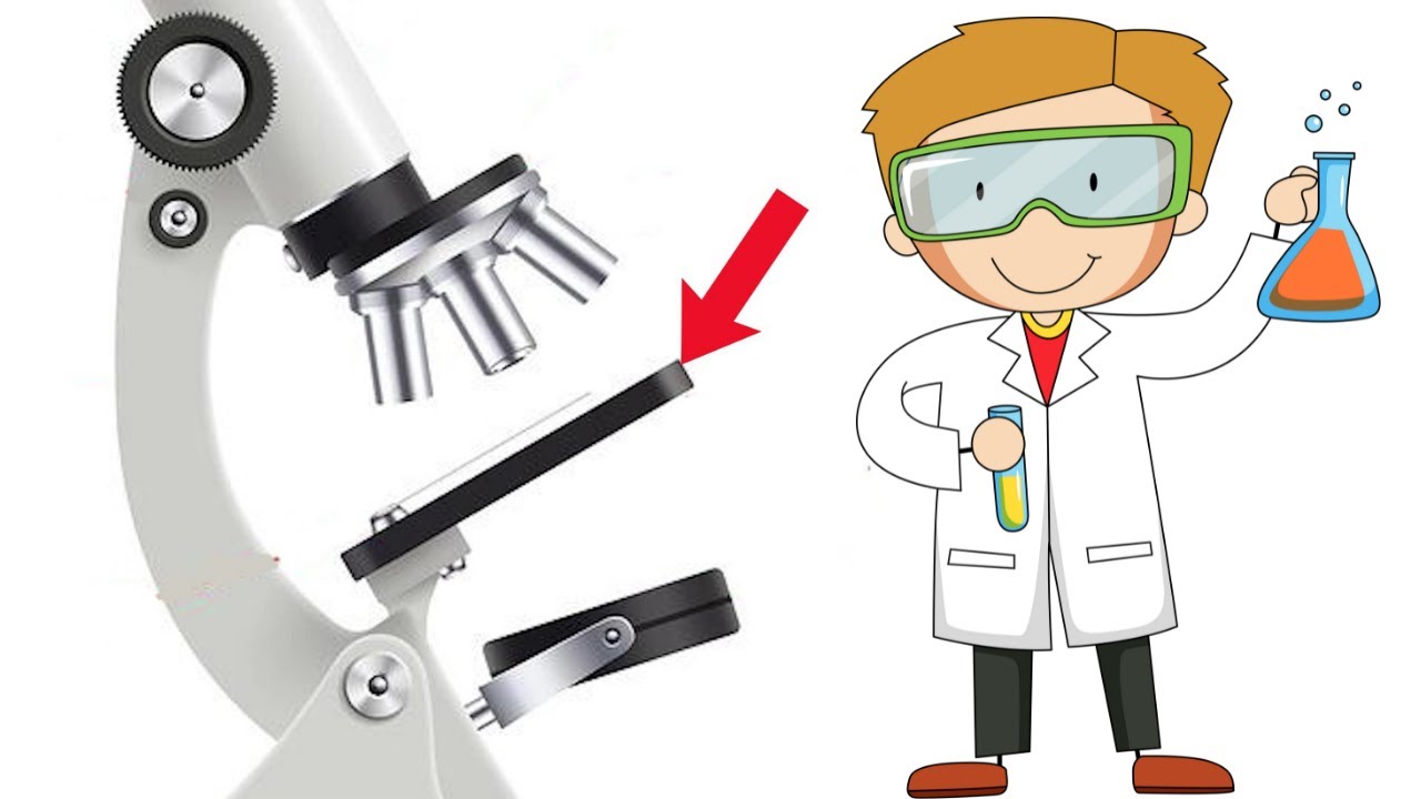 partes de un microscopio compuesto y sus funciones