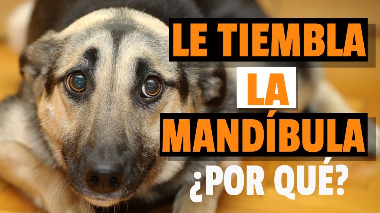 porque le tiembla la boca a mi perro