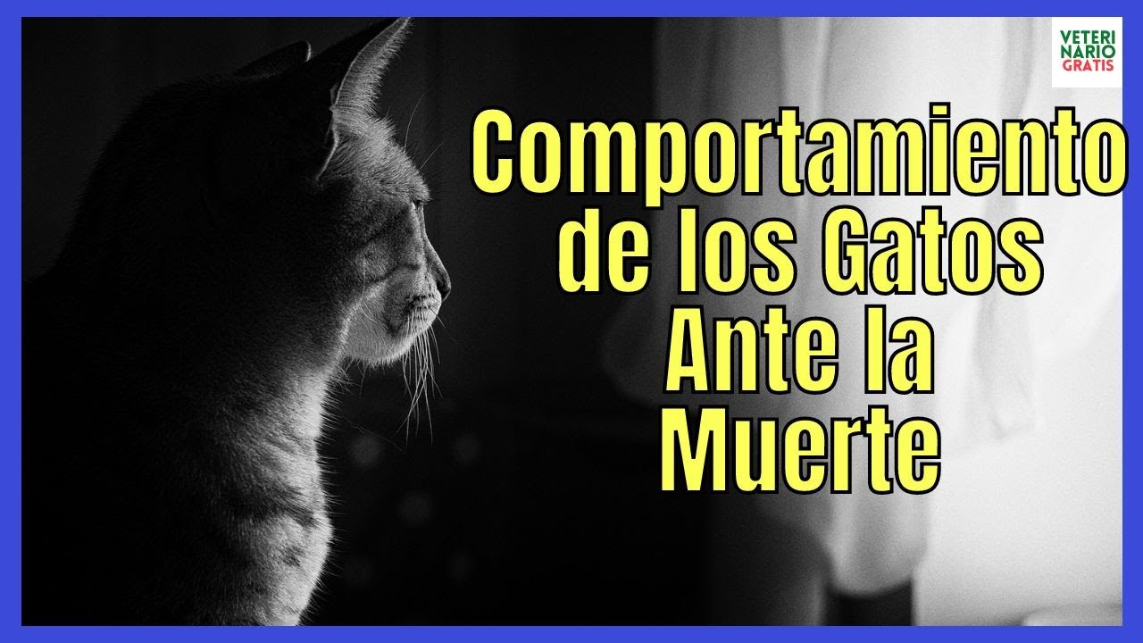 comportamiento de los gatos ante la muerte