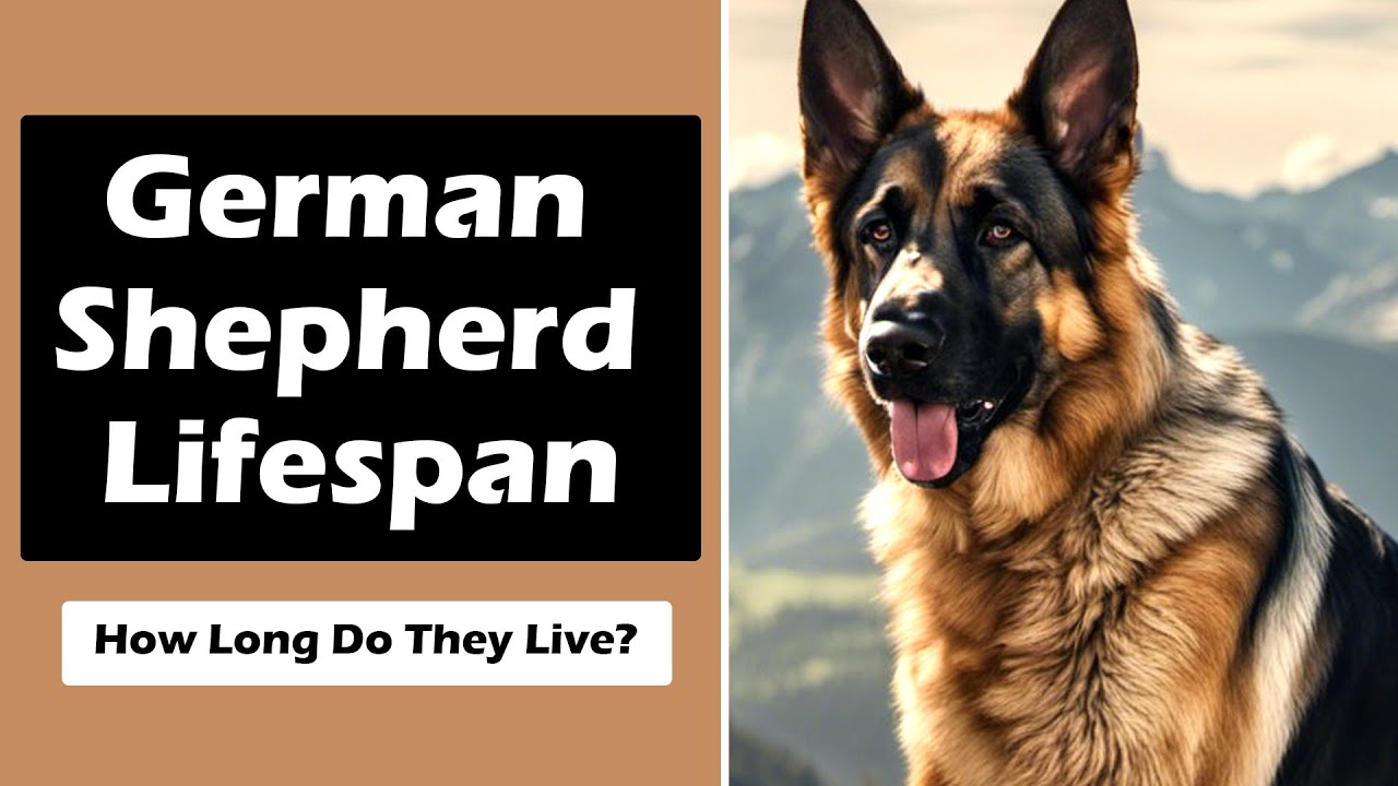 life expectancy of a german shepherd dog