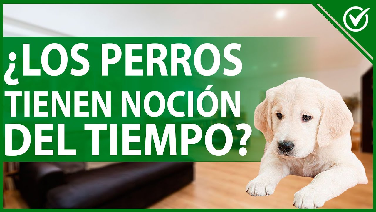los perros tienen nocion del tiempo