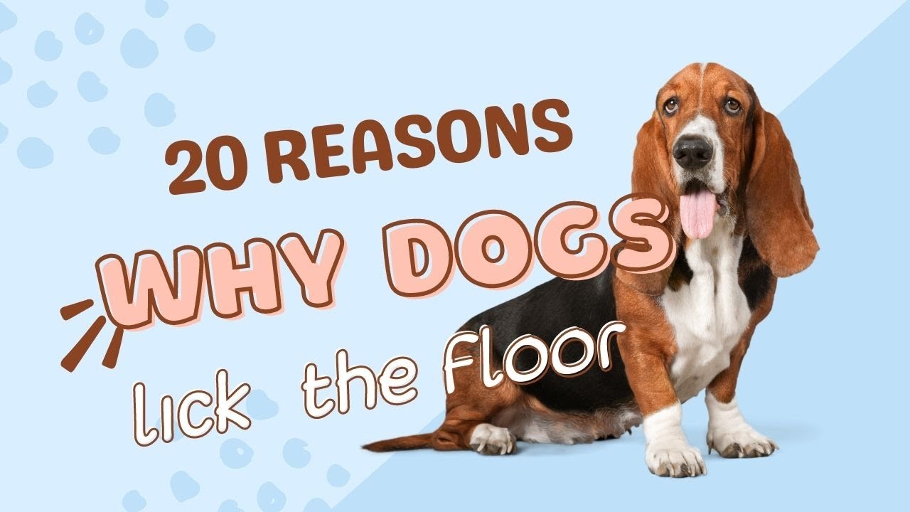 why do dogs lick the ground