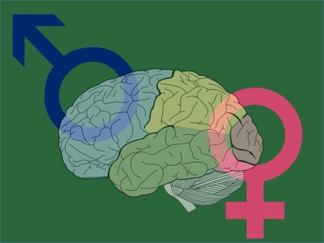 9 diferencias entre el cerebro de hombres y mujeres