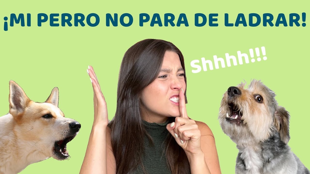 como evitar que un perro ladre