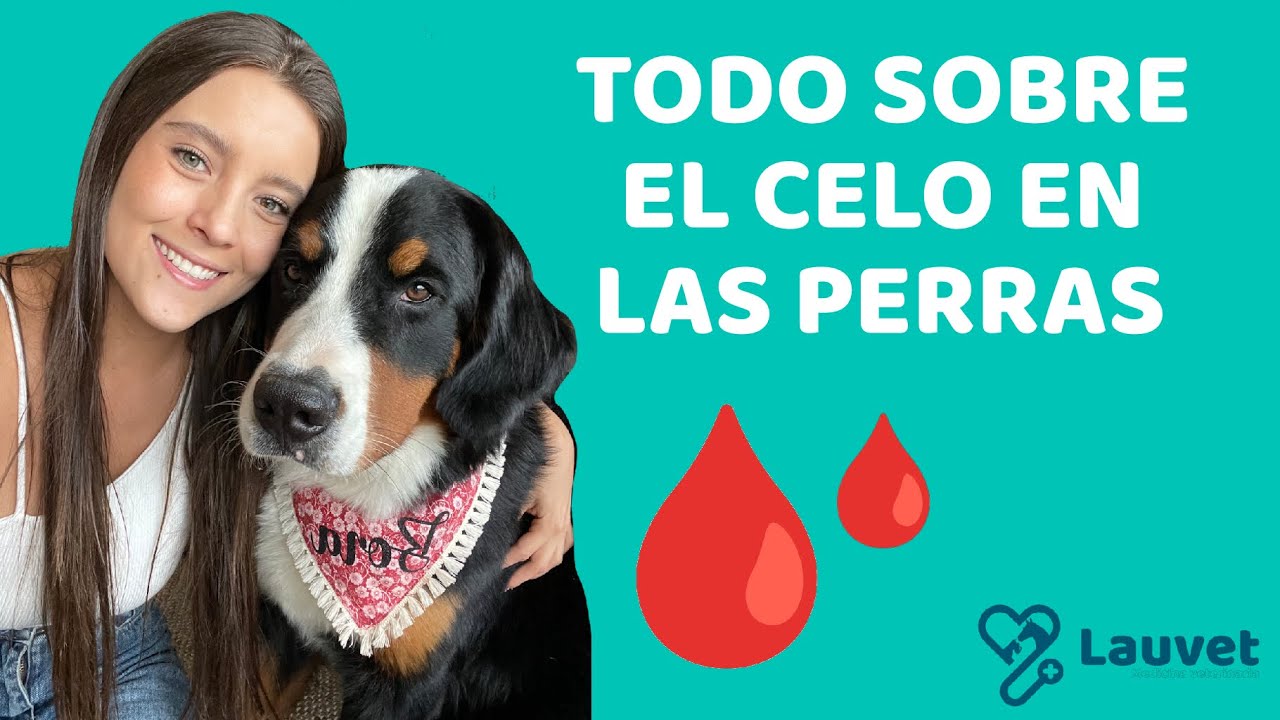 como saber si mi perra tiene dolores menstruales