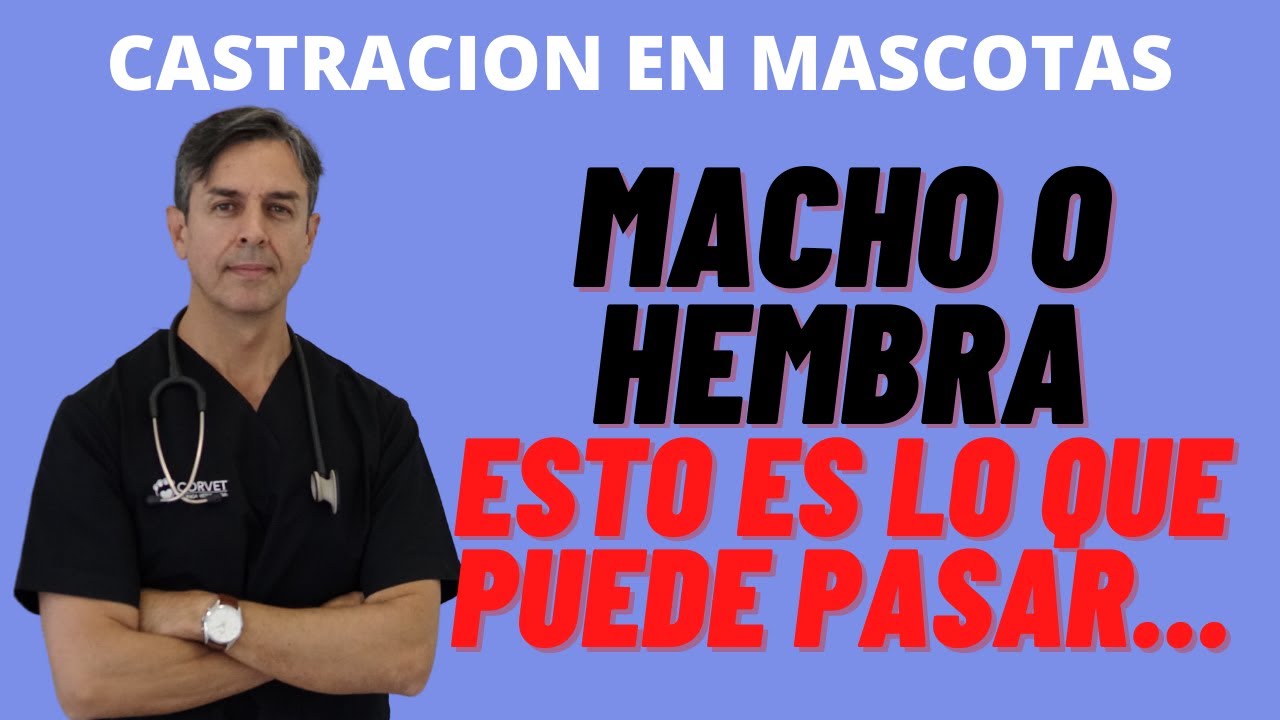es bueno castrar a un perro macho