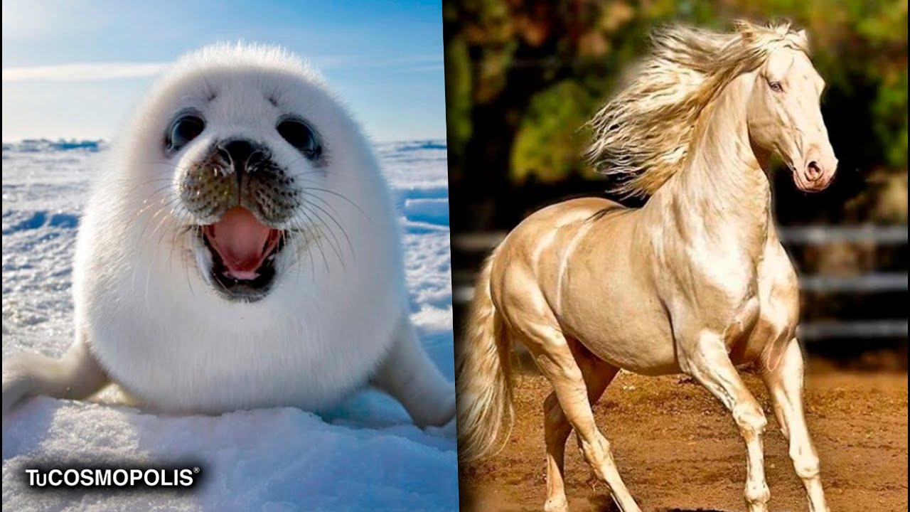 los animales más bonitos del mundo