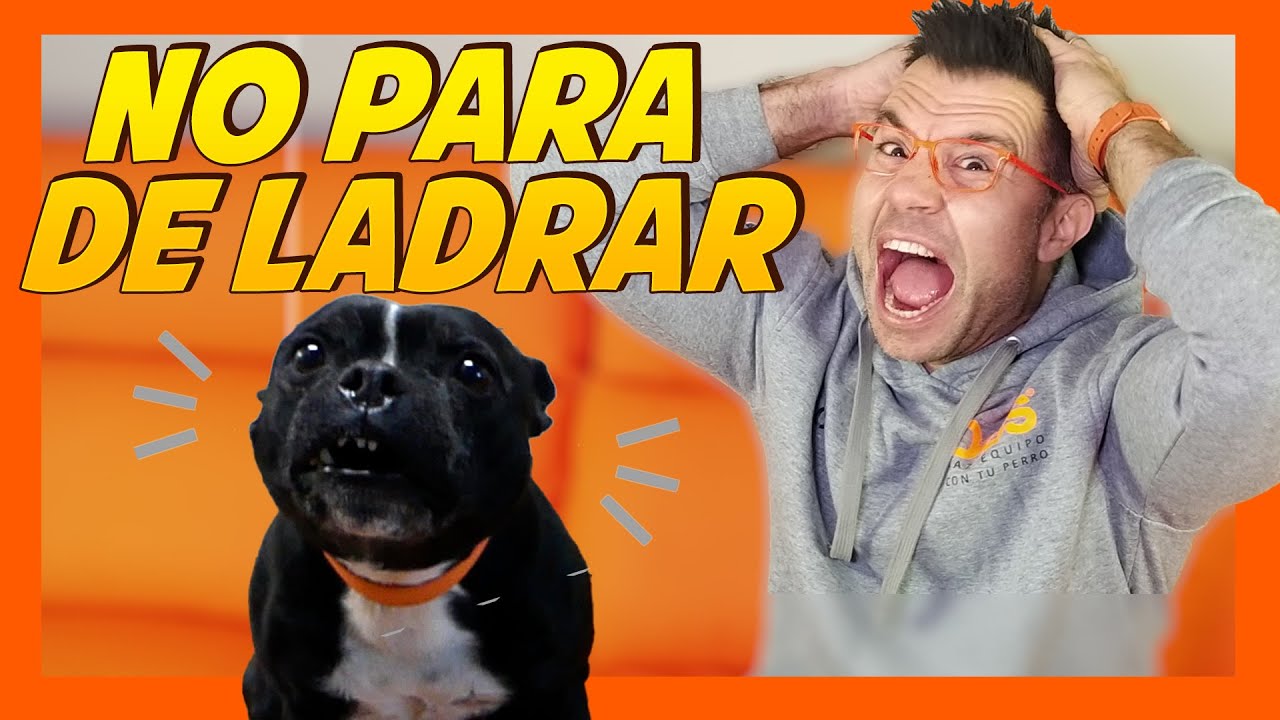 mi perro no para de ladrar