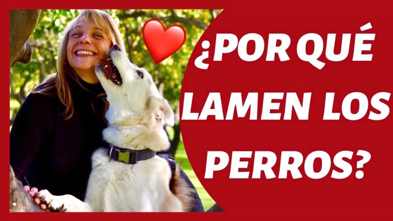 porque los perros lamen a su dueño