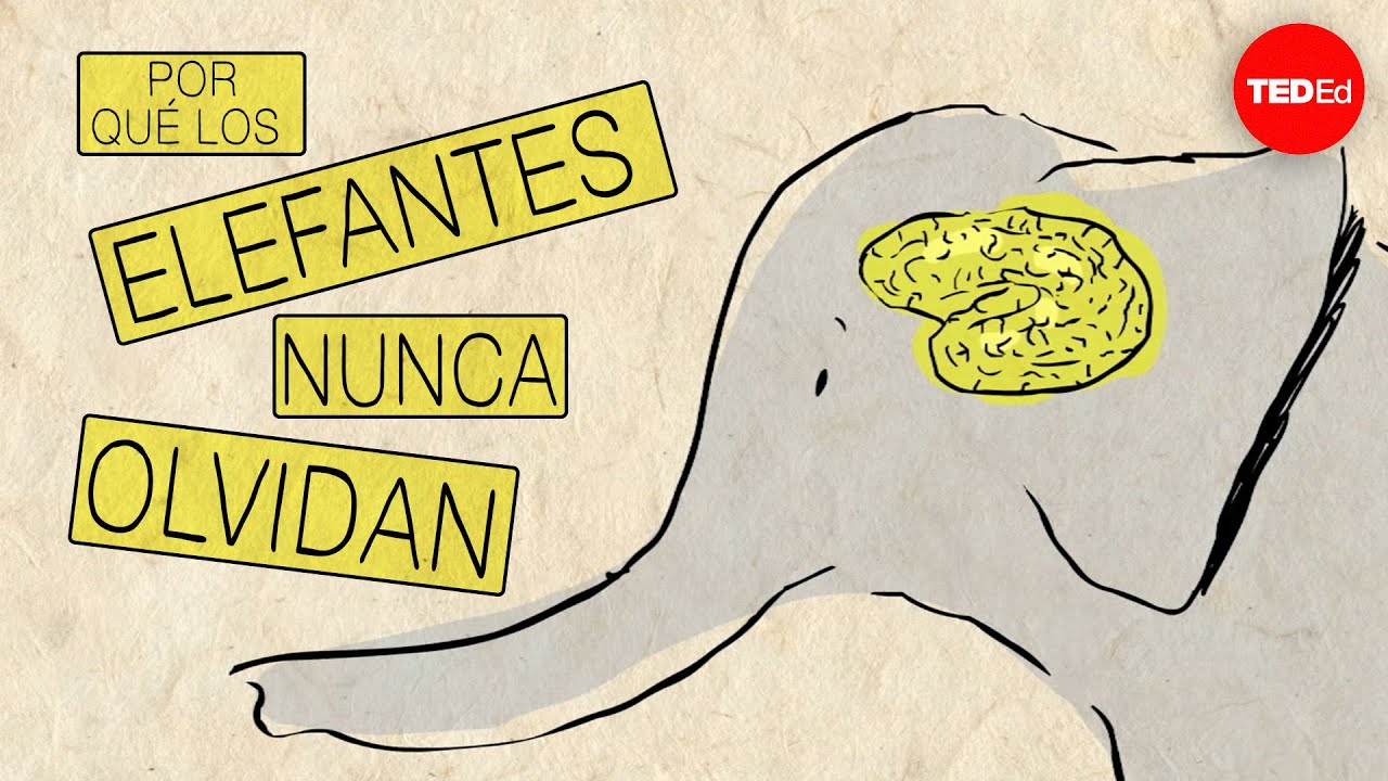 que significa tener memoria de elefante