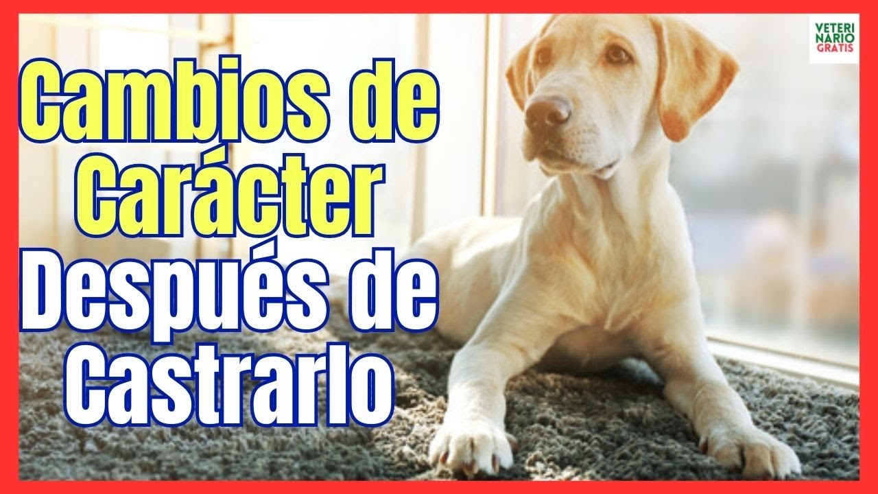 sintomas despues de castrar a un perro