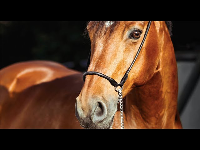 terapia con caballos para la ansiedad