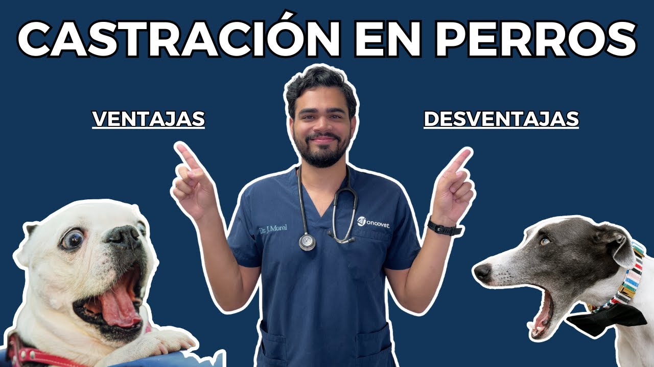 beneficios de castrar a un perro macho