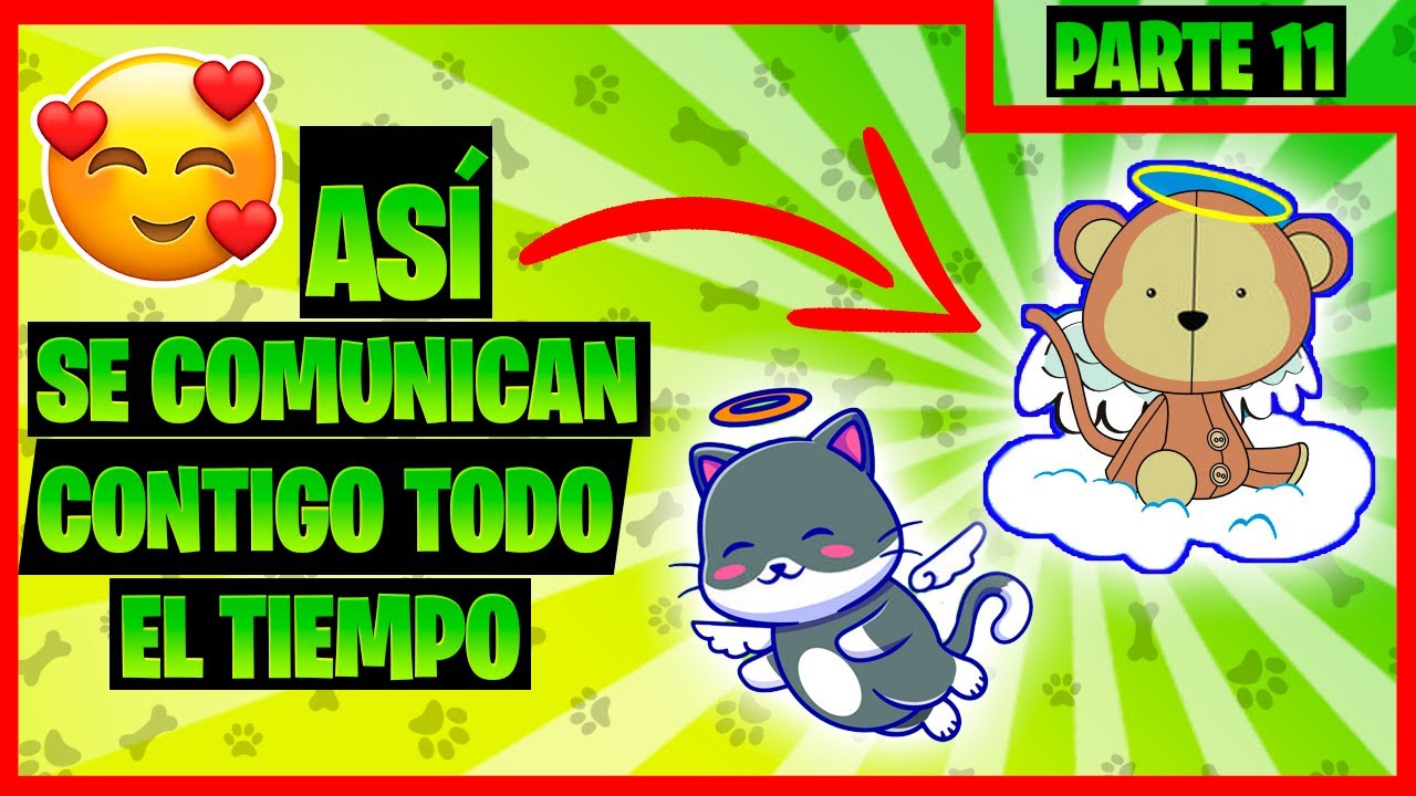como saber que mi gato fallecido está conmigo