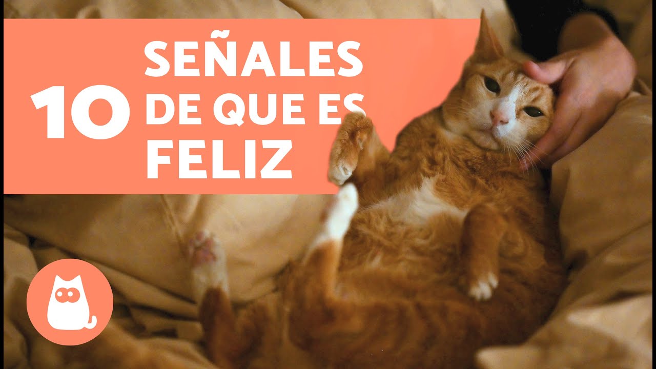 como saber si mi gato es feliz