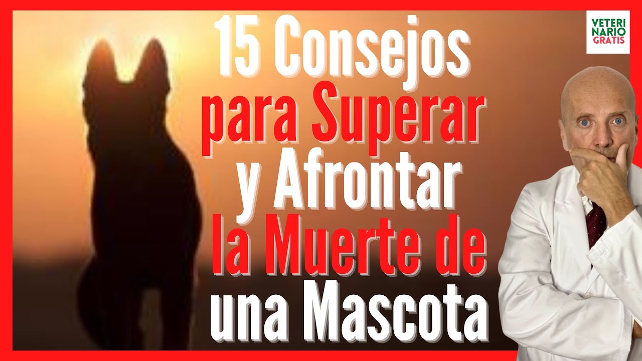 como superar la perdida de un perro