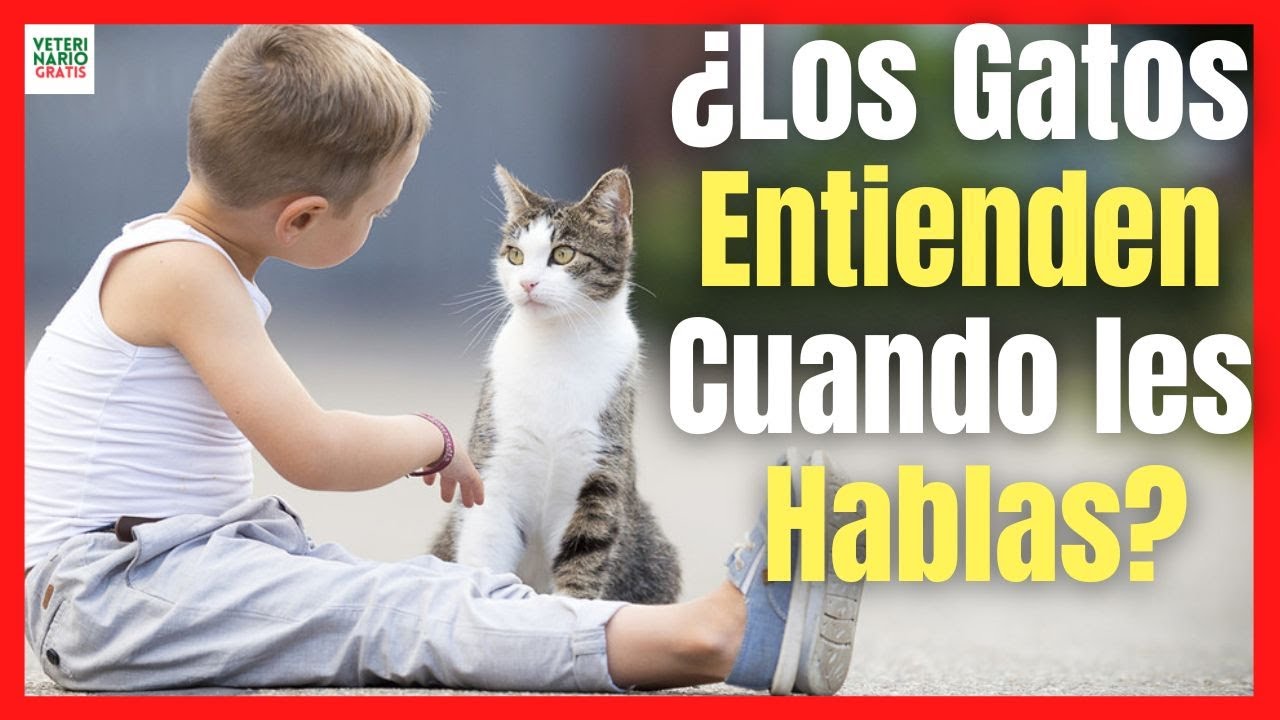 los gatos entienden cuando les hablas