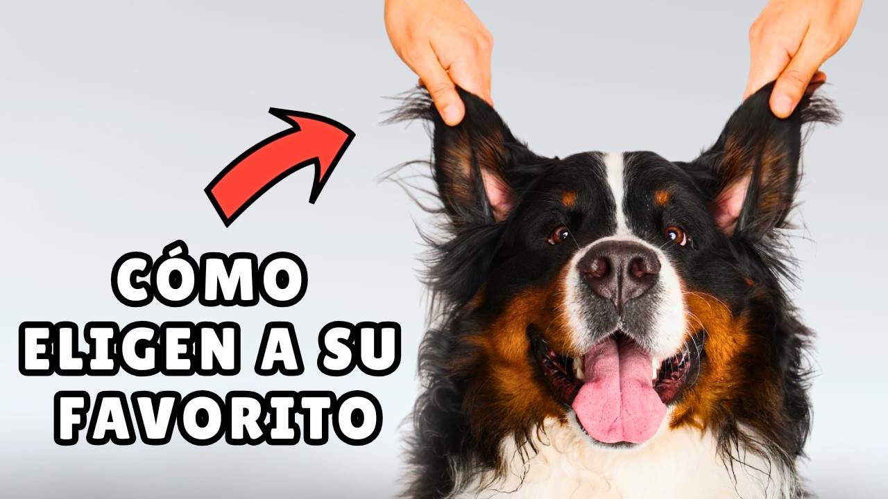 los perros eligen un solo amor