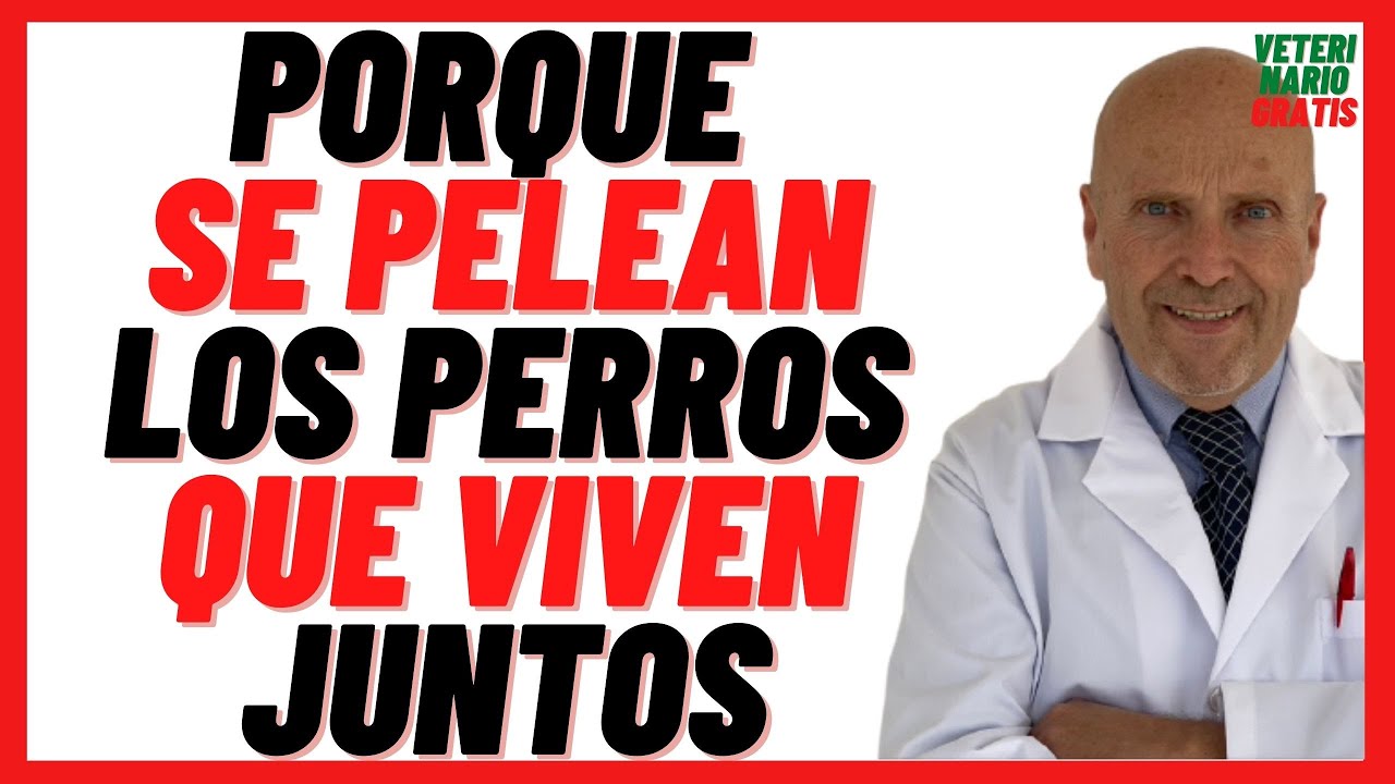 porque se pelean los perros que viven juntos