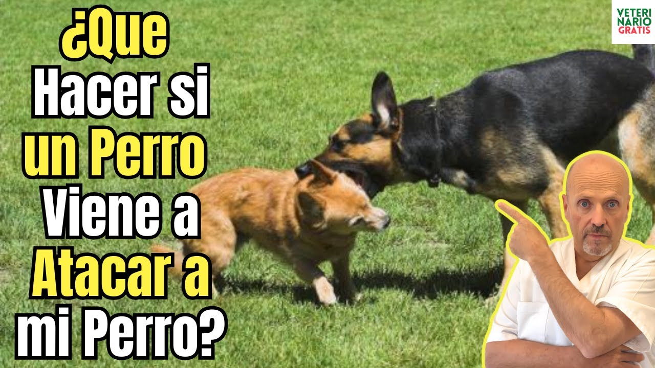 porque todos los perros atacan a mi perro