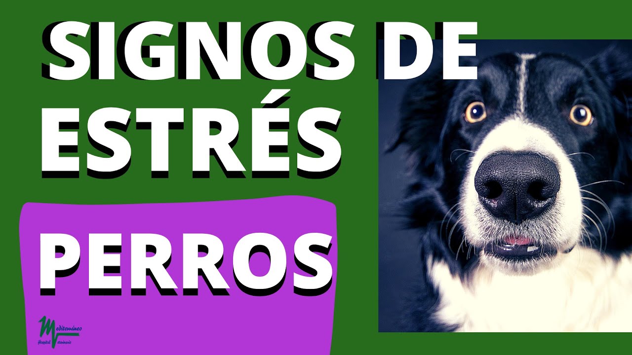 puede morir un perro por estrés