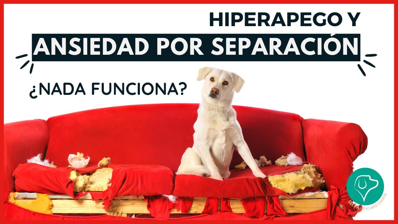 como tratar la ansiedad por separacion en perros