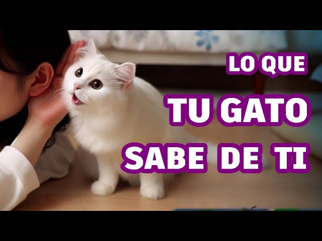 los gatos saben que los queremos