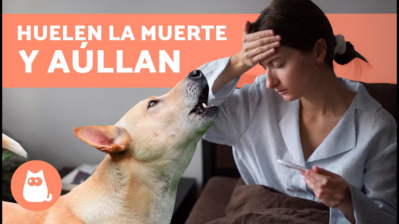 los perros presienten la muerte de las personas