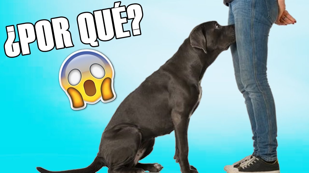porque los perros huelen tu zona intima