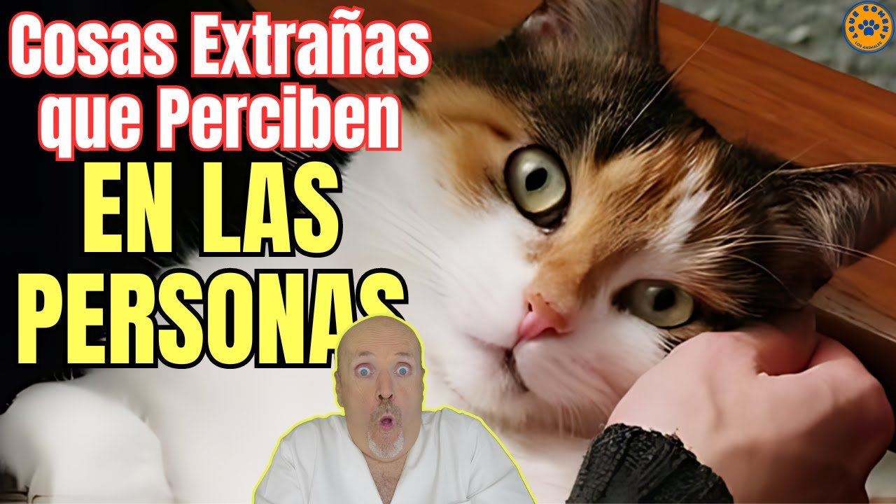 que perciben los gatos en las personas